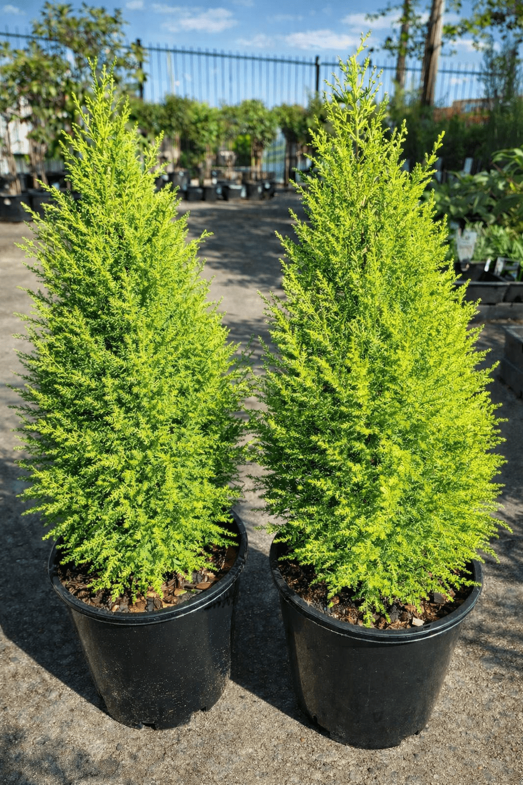 Lemon Scented Conifer - Medium size - Ladybird Nursery