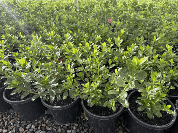 Azalea 'Rose Queen' - Large - Ladybird Nursery