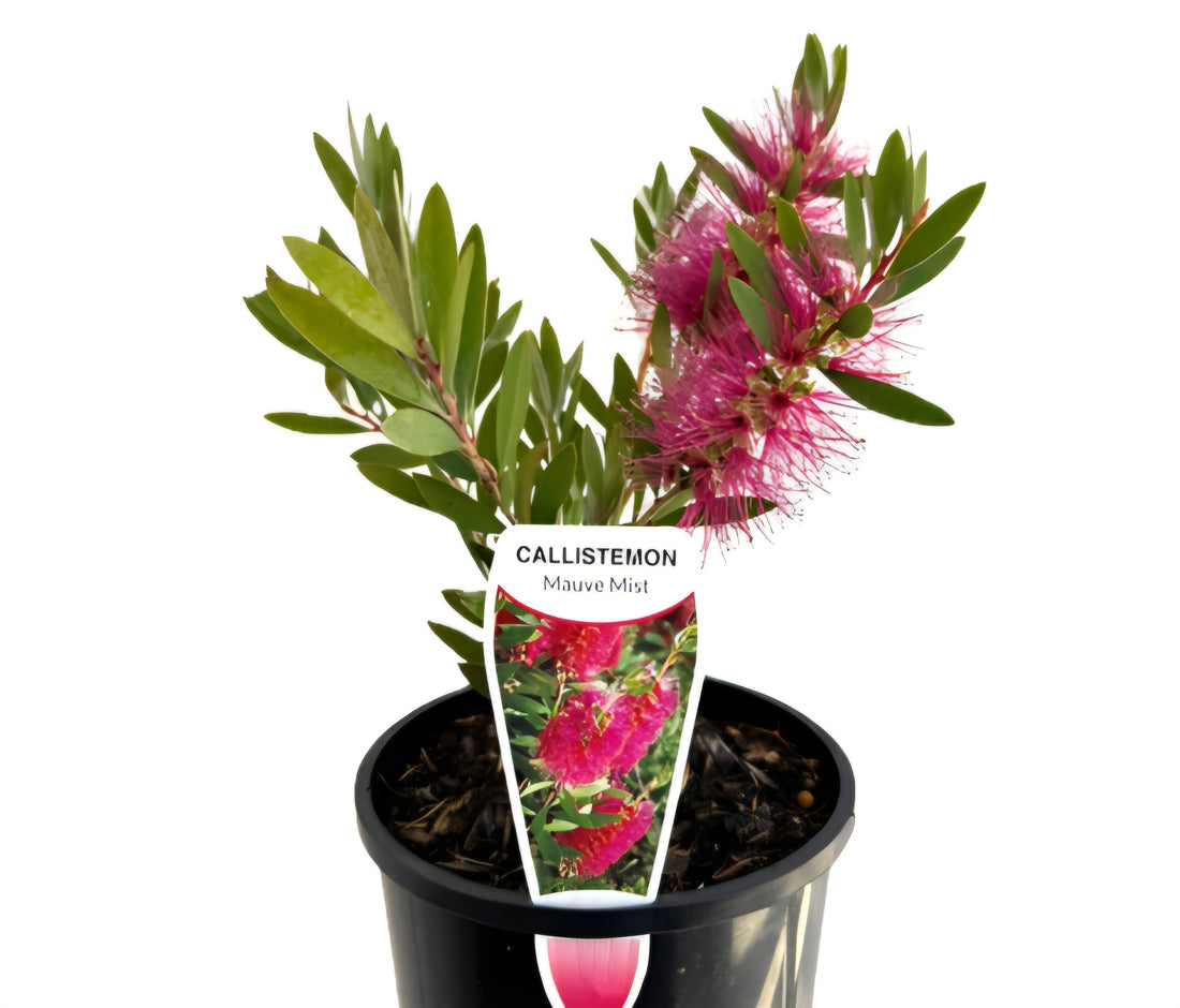Bottlebrush 'Mauve Mist' (Callistemon) - Ladybird Nursery
