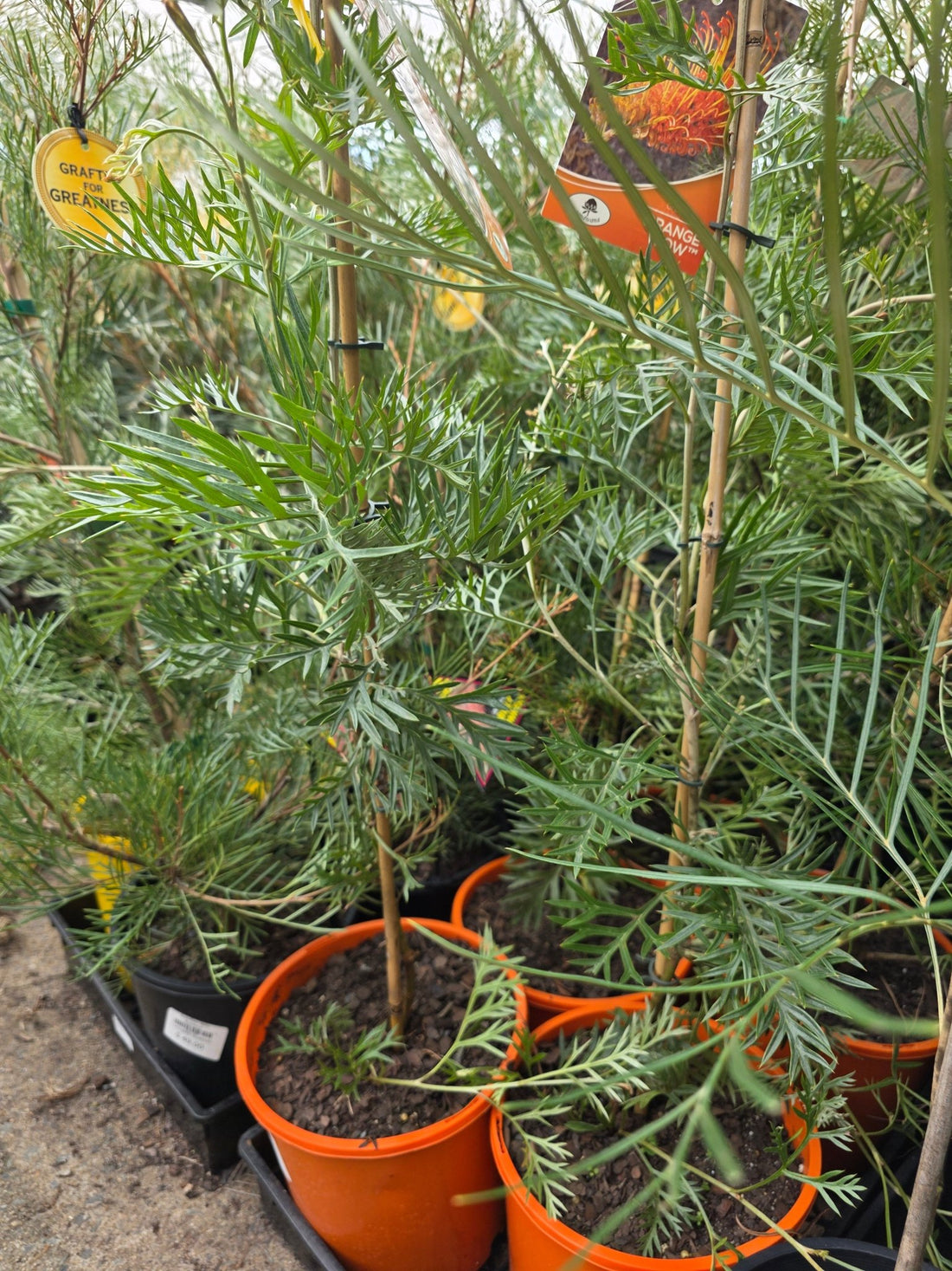 Grevillea Orange Wow - Ladybird Nursery