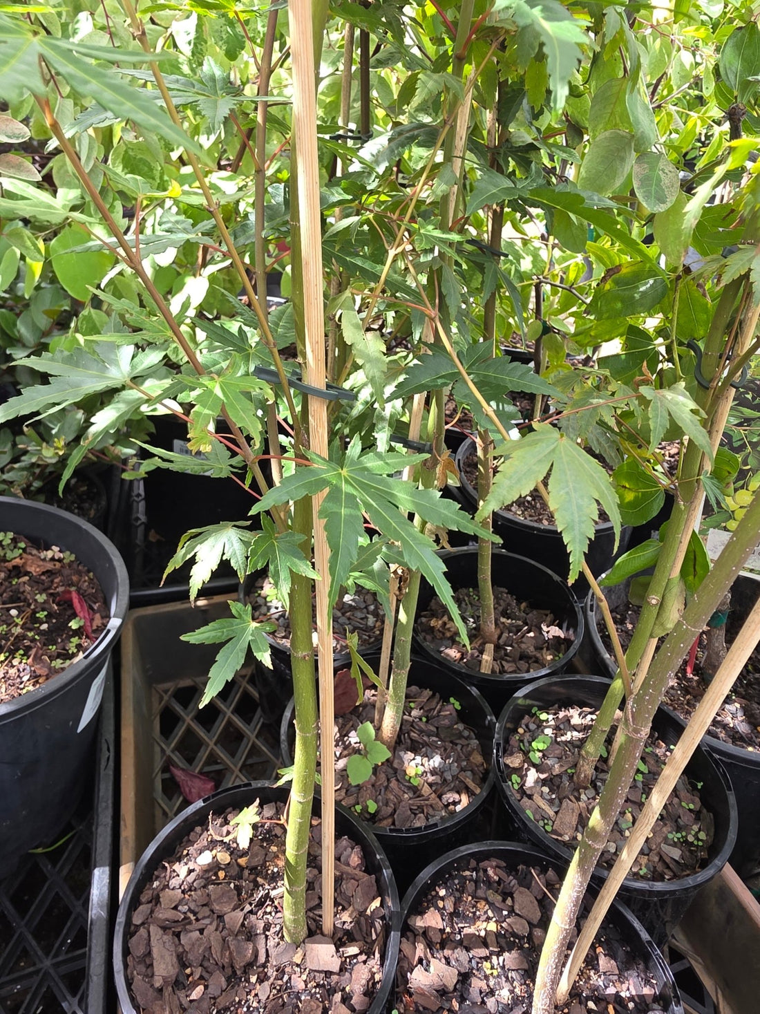 Japanese Maple (Acer palmatum) - Ladybird Nursery