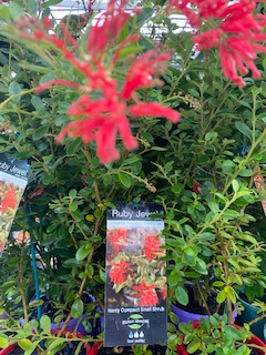Grevillea 'Ruby Jewel' - Ladybird Nursery