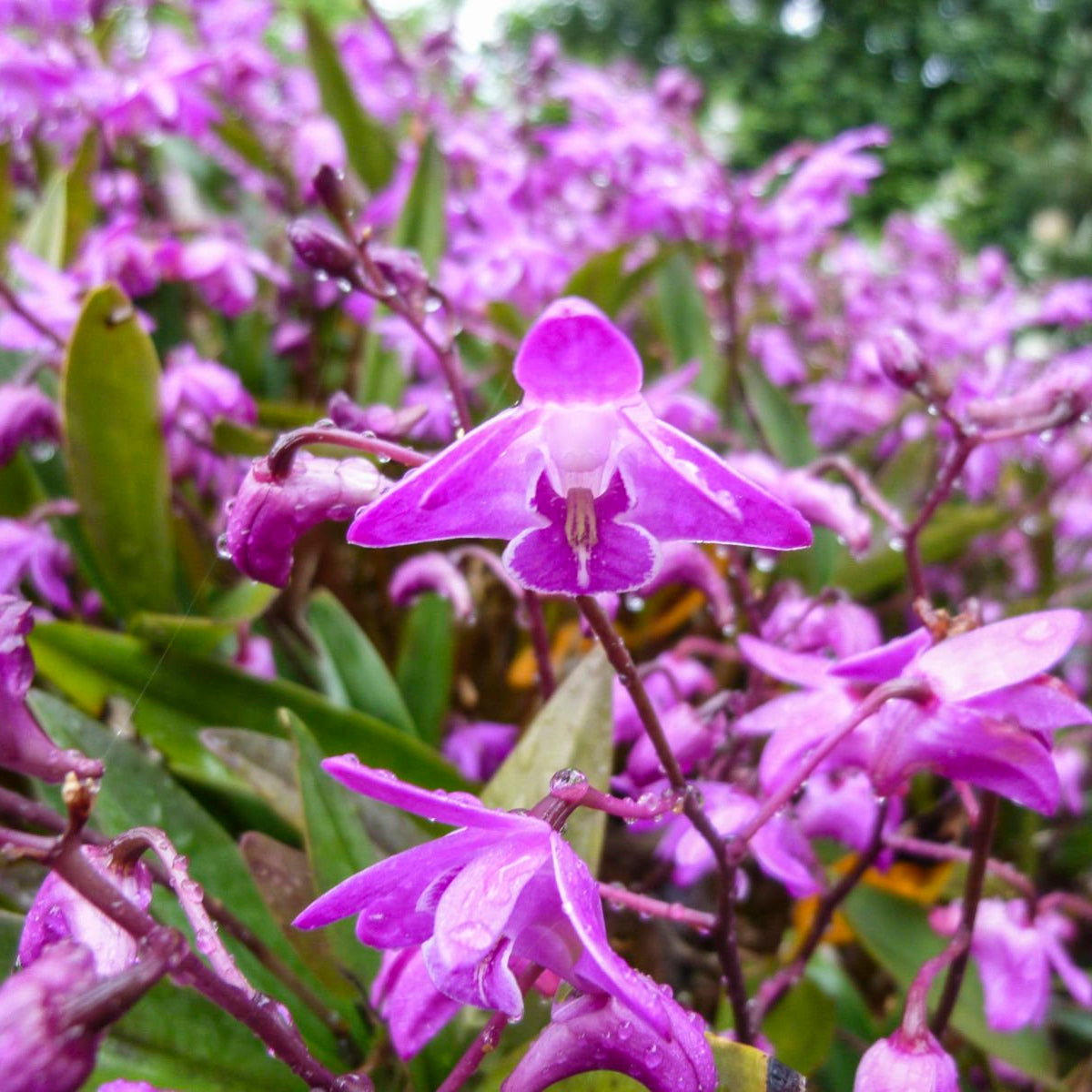 Native Pink Rock Orchid (Dendrobium kingianum) - Ladybird Nursery