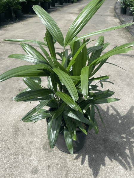 Lady Palm (Rhapis excelsa) 200mm Pot - Ladybird Nursery