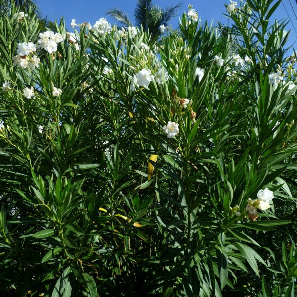 Oleander 'Souven De August Roger' White (Nerium oleander) - Ladybird Nursery