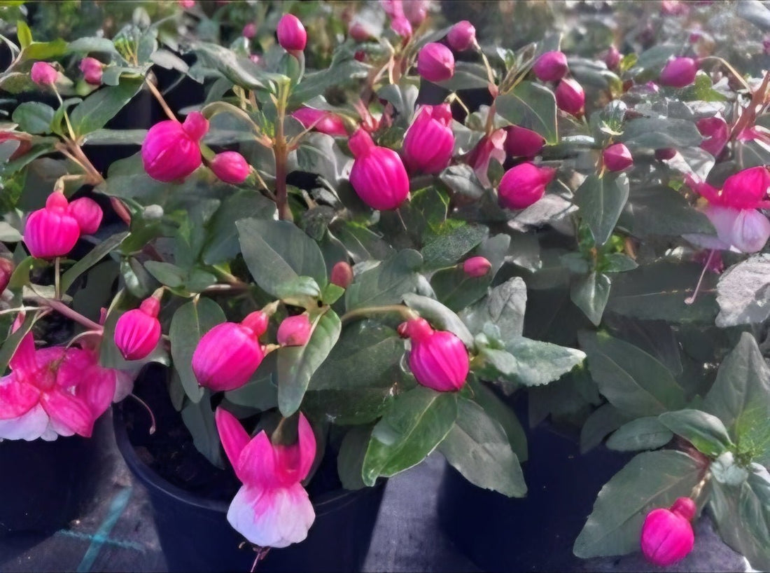 Fuchsia 'Ballerina's Balloon' (Fuchsia hybrid) - Ladybird Nursery