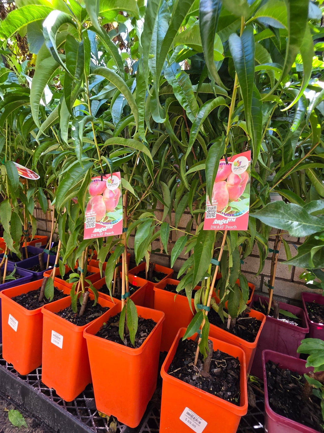 Dwarf Peach Angel Flat High Chill - Ladybird Nursery