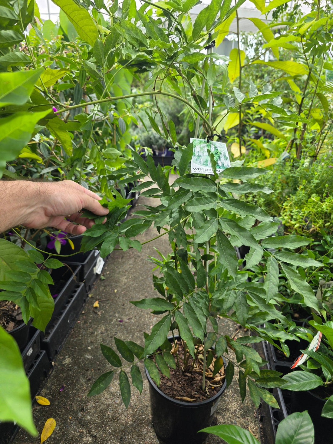 White Chinese Wisteria Alba (Wisteria sinensis) - Ladybird Nursery