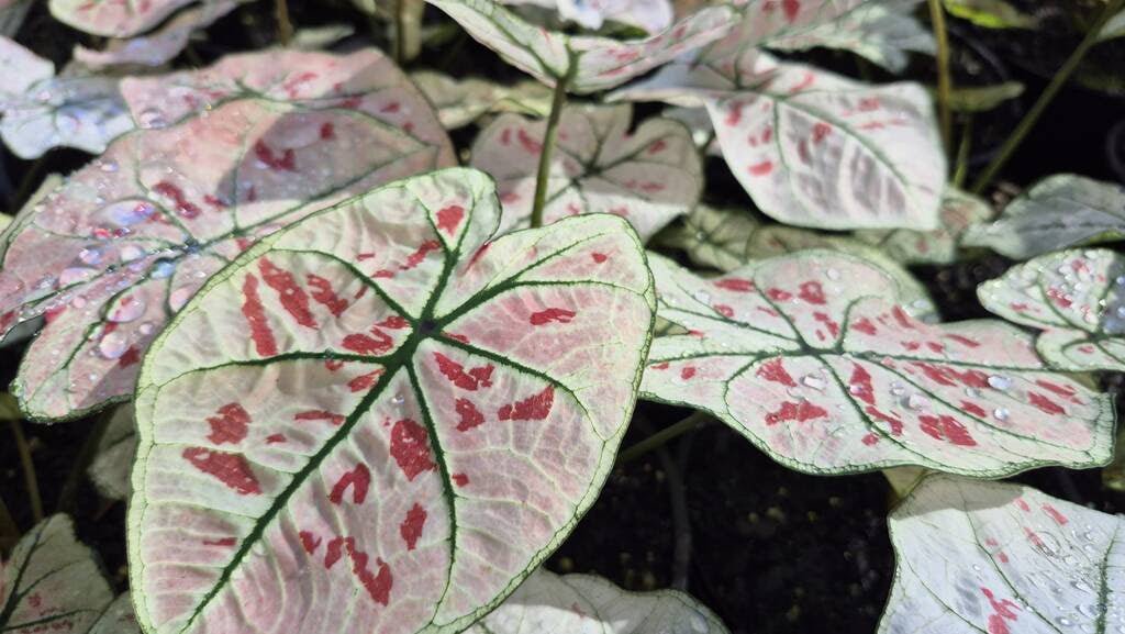 Caladium 'Snowdrops' - Ladybird Nursery