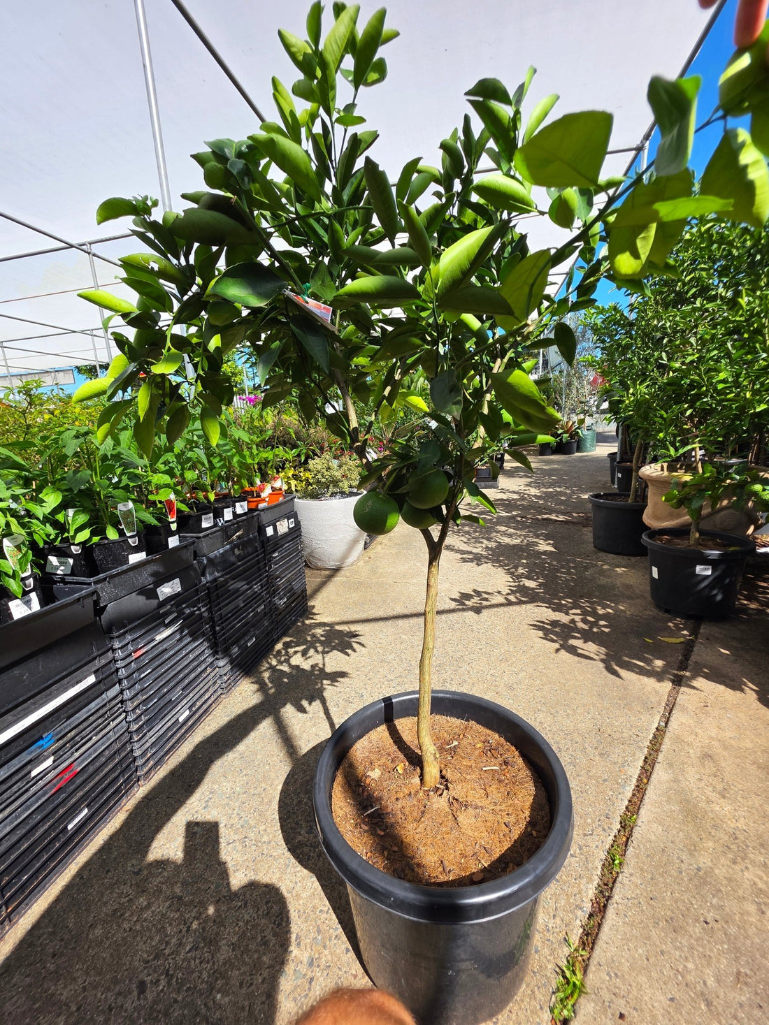Advanced Blood Orange 'Maltese' 400mm (PICKUP ONLY) - Ladybird Nursery