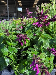 Salvia Unplugged So Pink