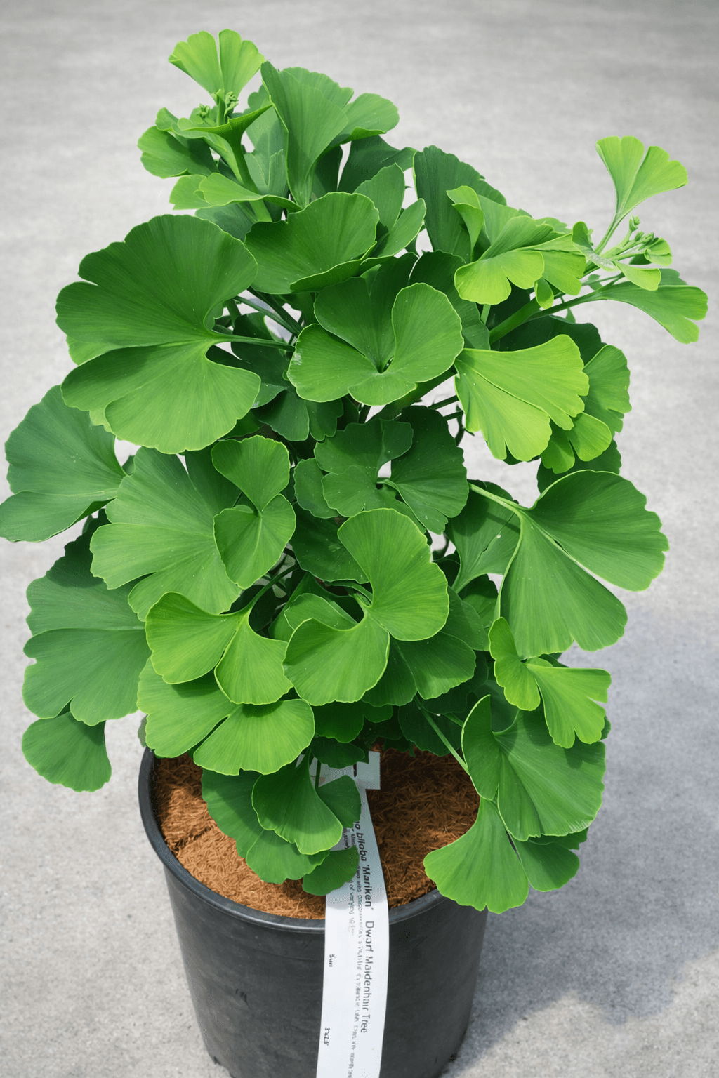 Dwarf Ginkgo biloba 'Mariken' (Maidenhair Tree) - Ladybird Nursery