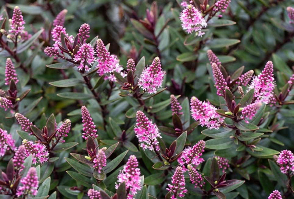 Hebe Chocolate Box 'Candy Cream' - Ladybird Nursery
