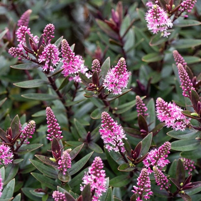Hebe Chocolate Box 'Candy Cream' - Ladybird Nursery