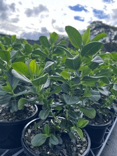 Escallonia 'Pink Elle' - Ladybird Nursery