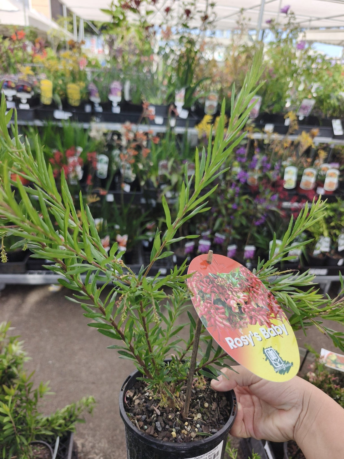 Dwarf Grevillea 'Rosys Baby' - Ladybird Nursery