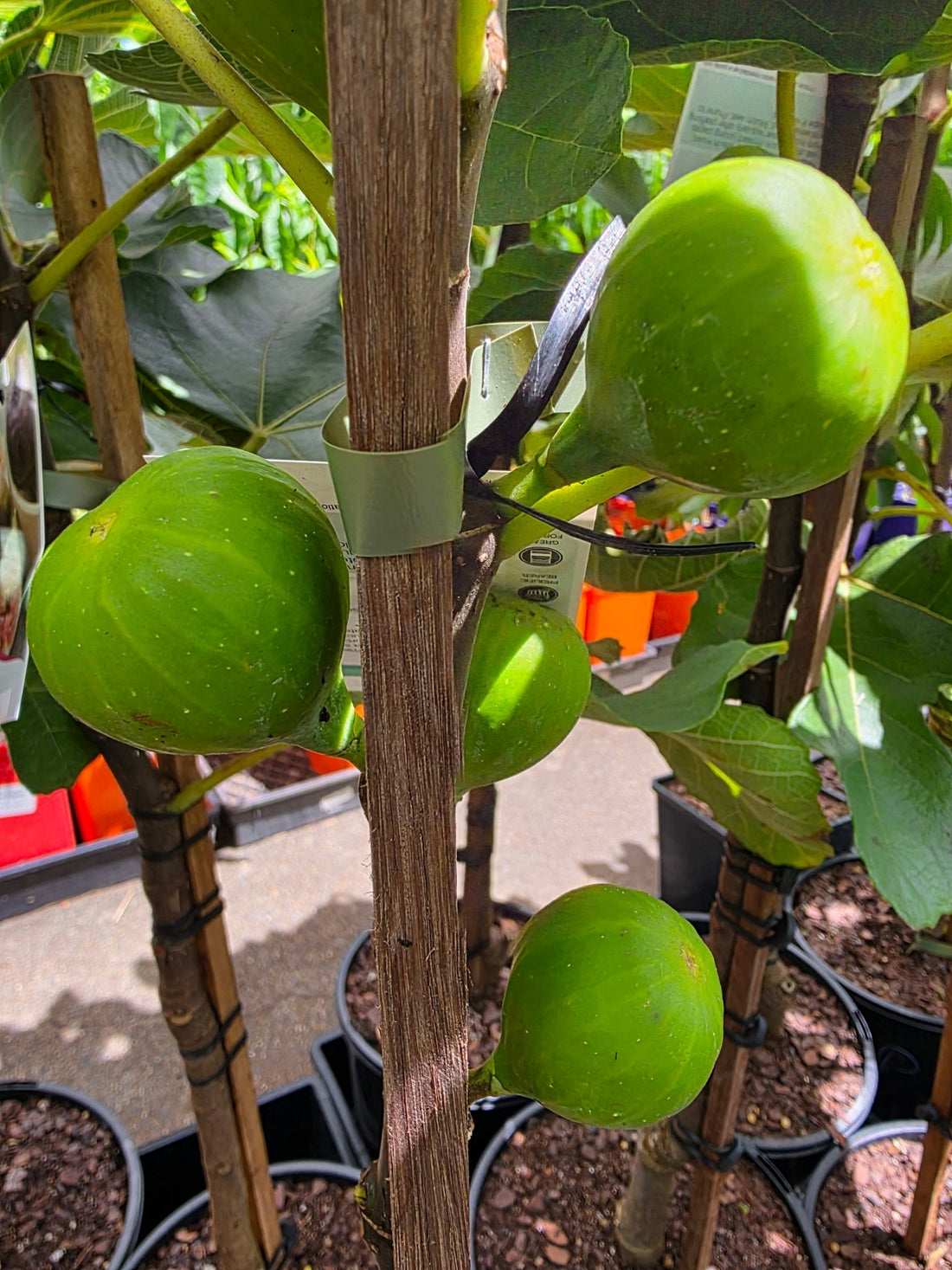 Fig Celeste (advanced size) - Ladybird Nursery