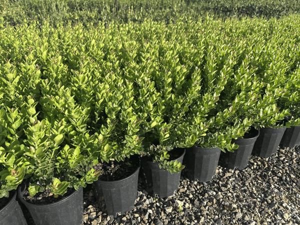 Osmanthus 'Heaven Scent' - Large - Ladybird Nursery
