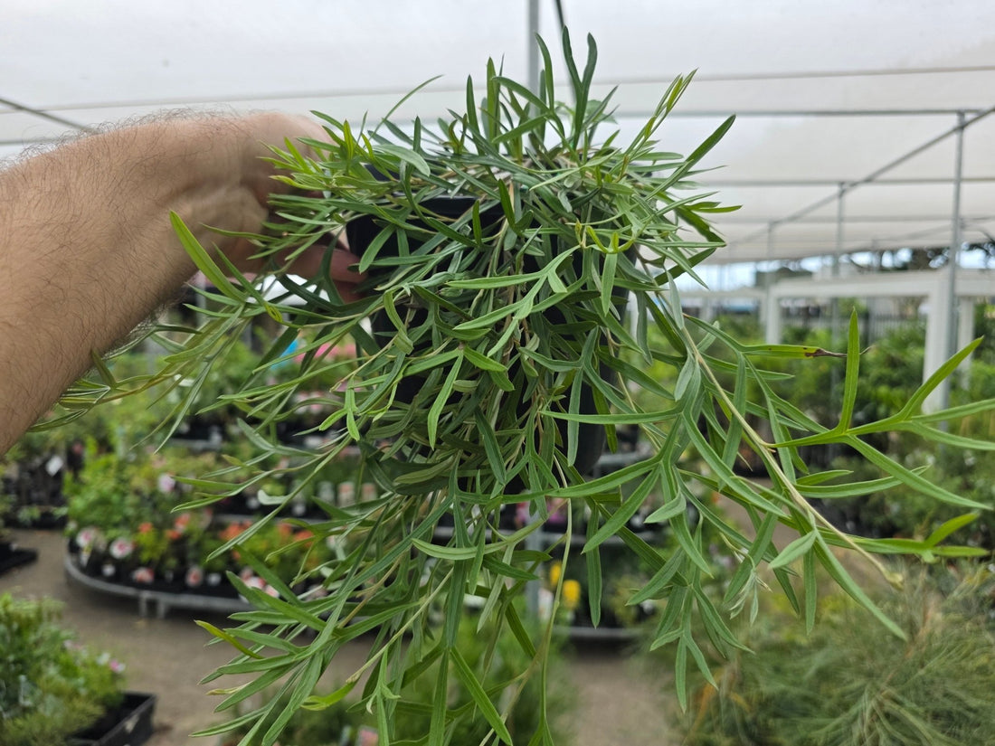 Grevillea Grassfire - Ladybird Nursery