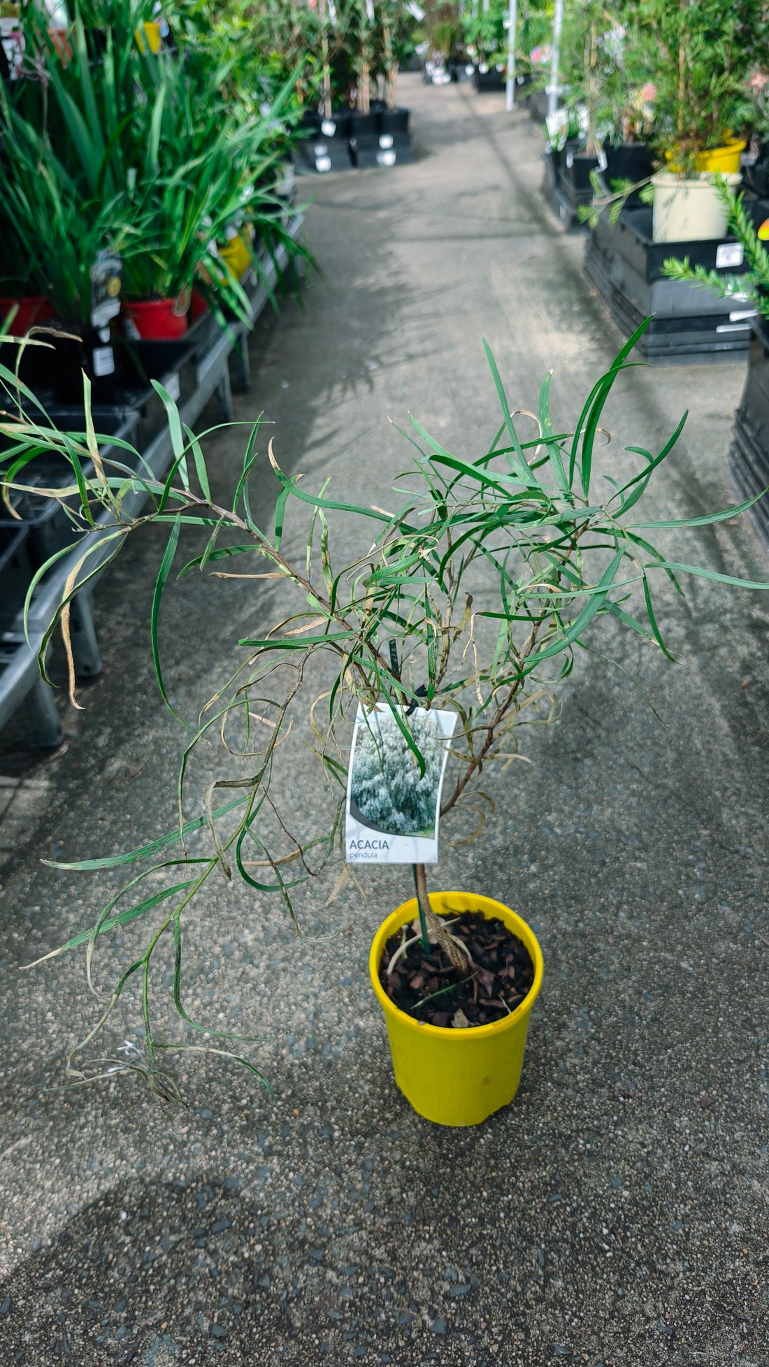 Weeping Myall (Acacia pendula)