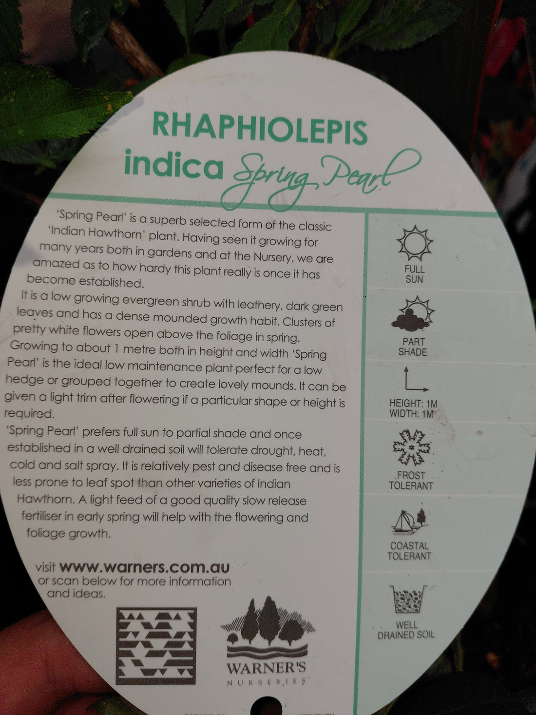 Rhaphiolepis indica ‘Spring Pearl’