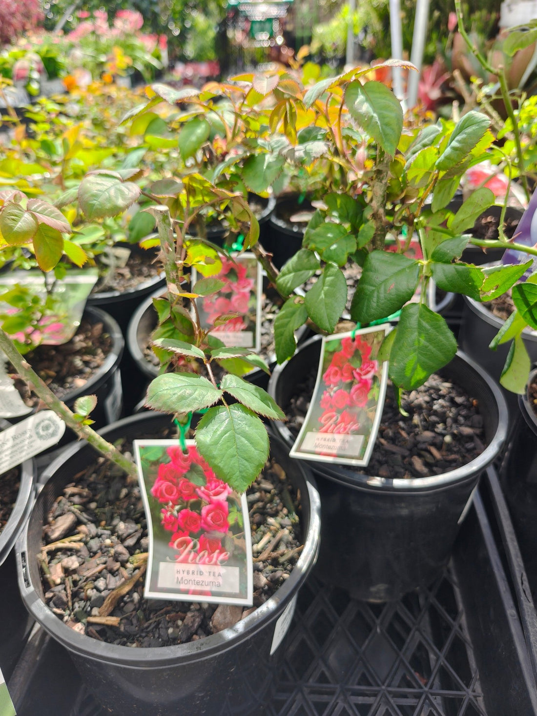 Rose 'Montezuma' - Large - Ladybird Nursery