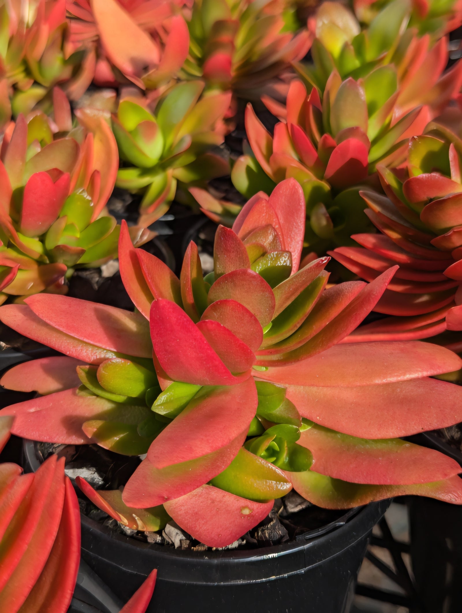 Crassula Campfire