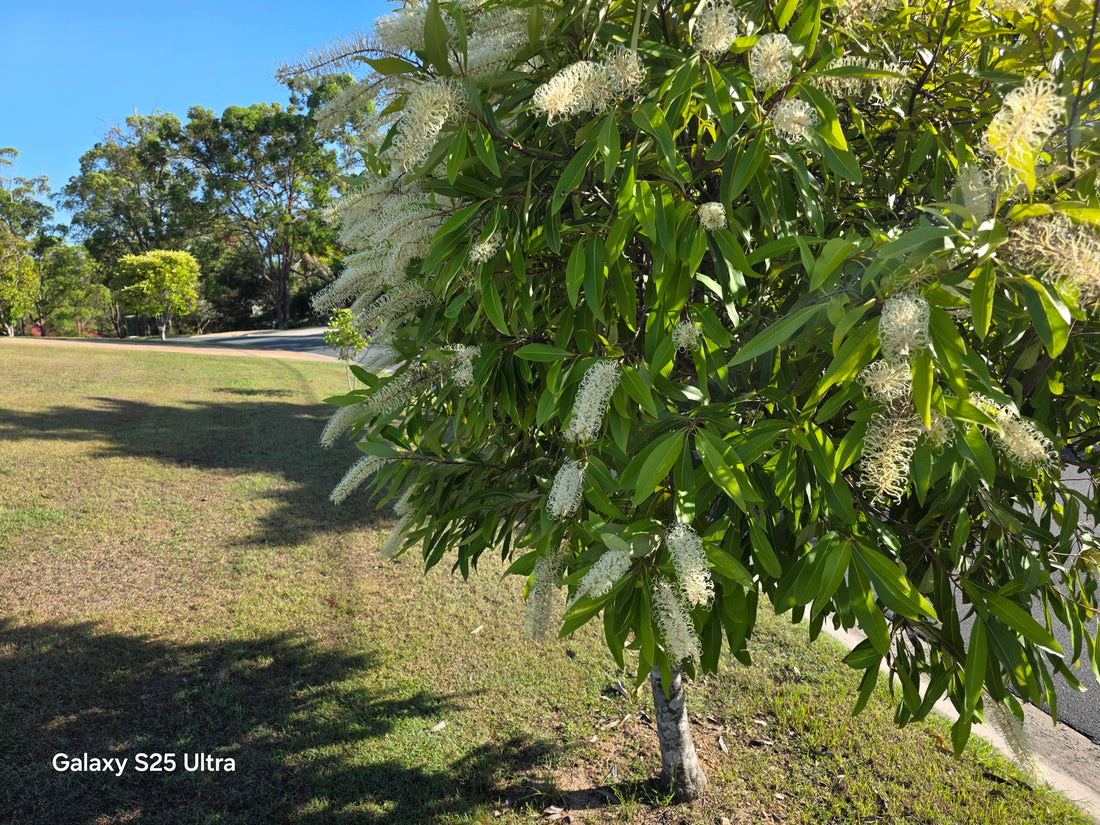 Ivory Curl (Buckinghamia celsissima)