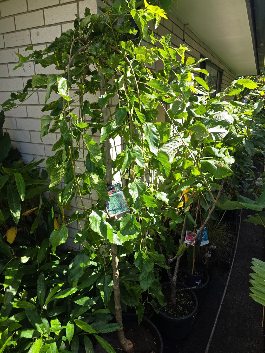 Weeping Mulberry 'White' (PICKUP ONLY) - Ladybird Nursery