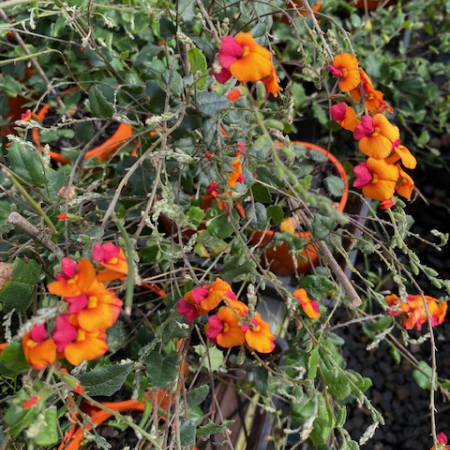 Chorizema 'Fire Sticks' - Ladybird Nursery