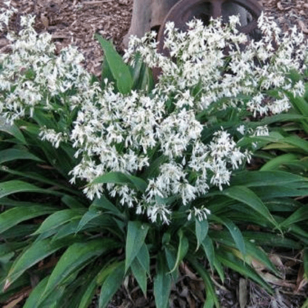 Arthropodium 'Te Puna' - Ladybird Nursery