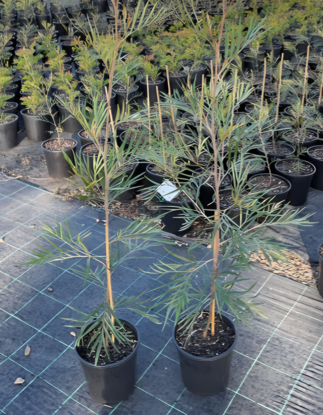 Grevillea Coastal Impressive - Ladybird Nursery