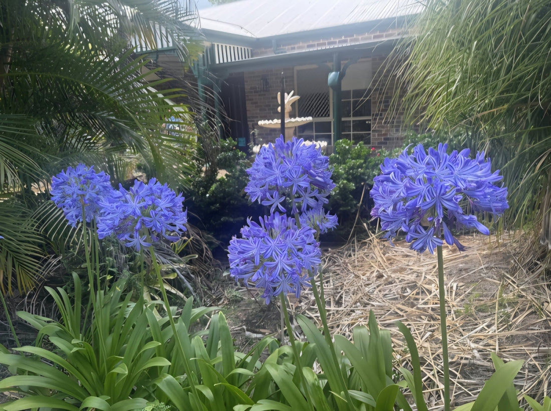 Agapanthus River Garden Blue - Large
