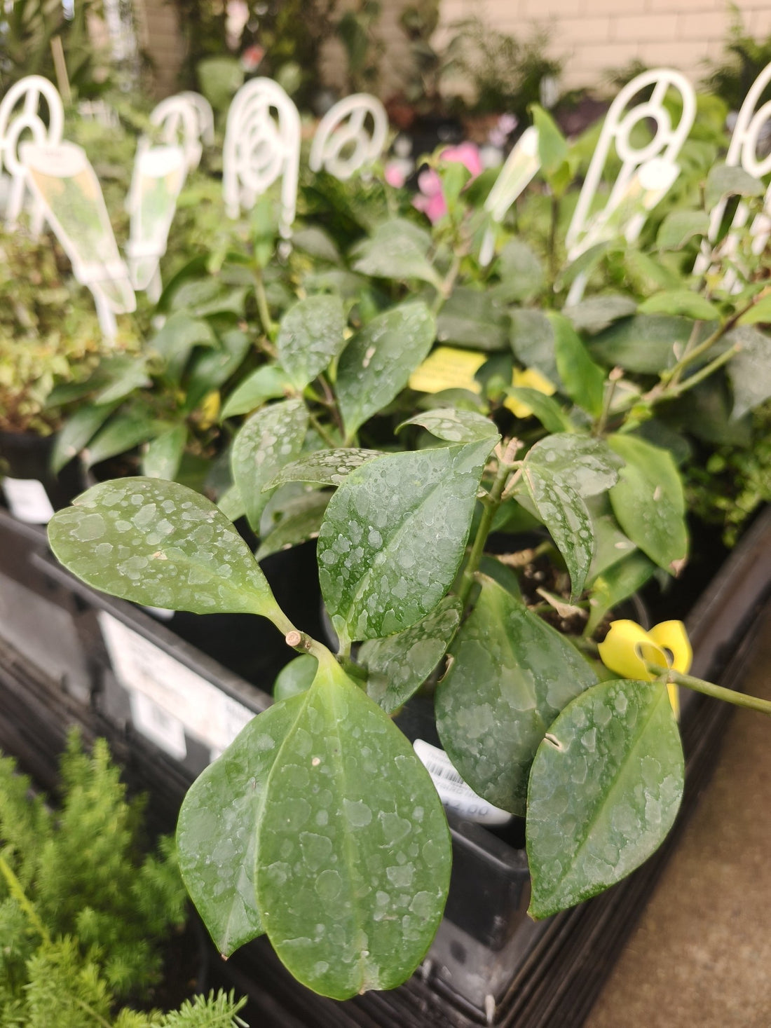 Lipstick Plant 'Flame Thrower' (Aeschynanthus) - Ladybird Nursery