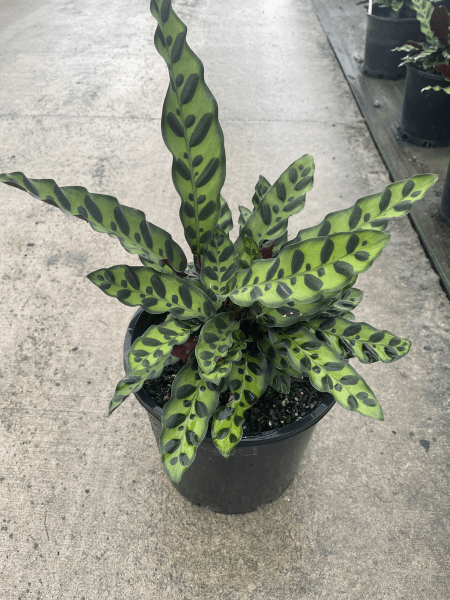 Calathea Rattlesnake (Calathea insignis) - Ladybird Nursery