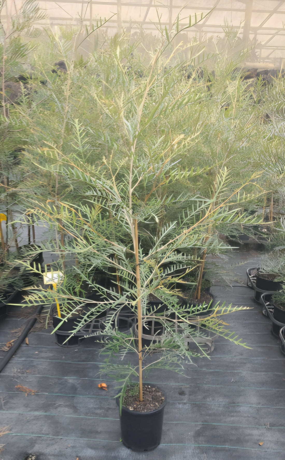 Grevillea Strawberry Blonde - Ladybird Nursery