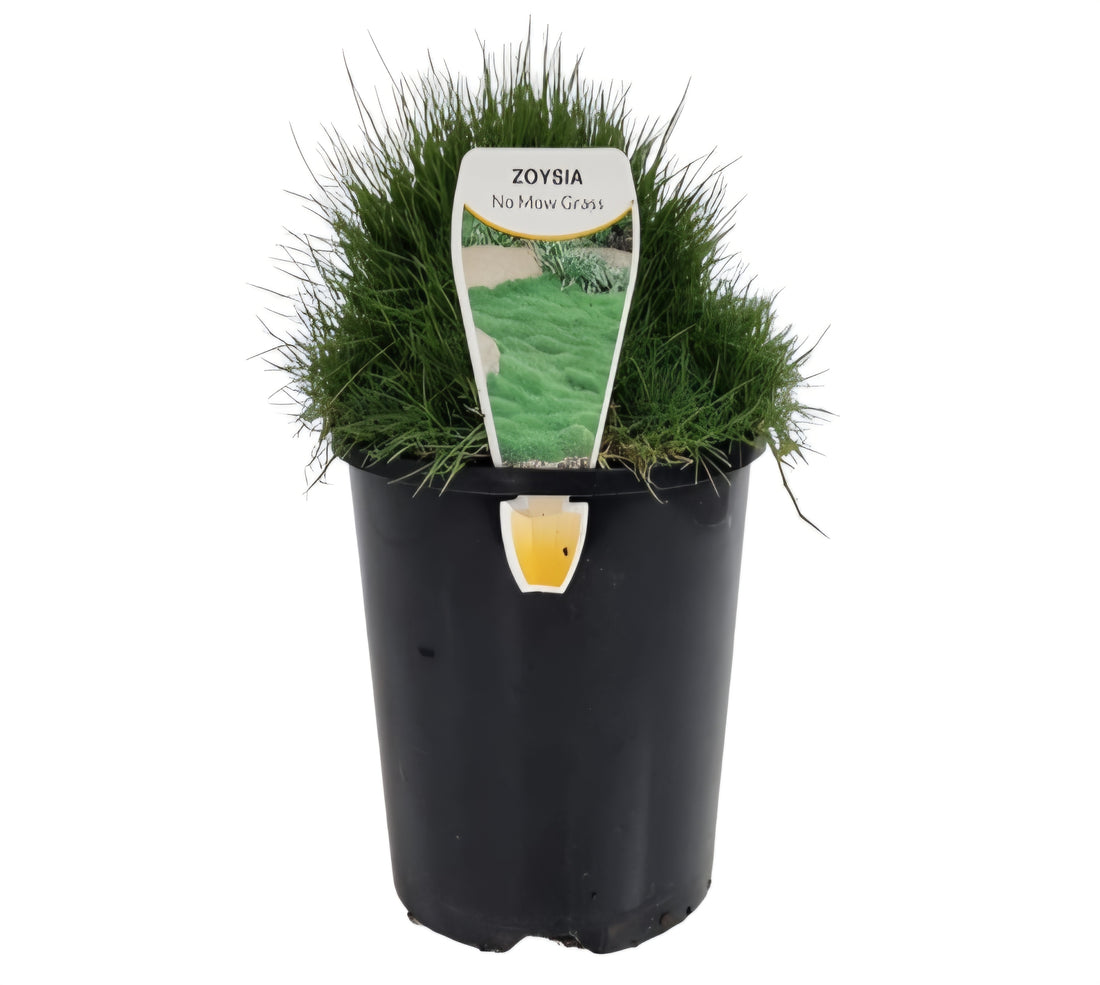 No Mow Grass (Zoysia tenuifolia) - Ladybird Nursery
