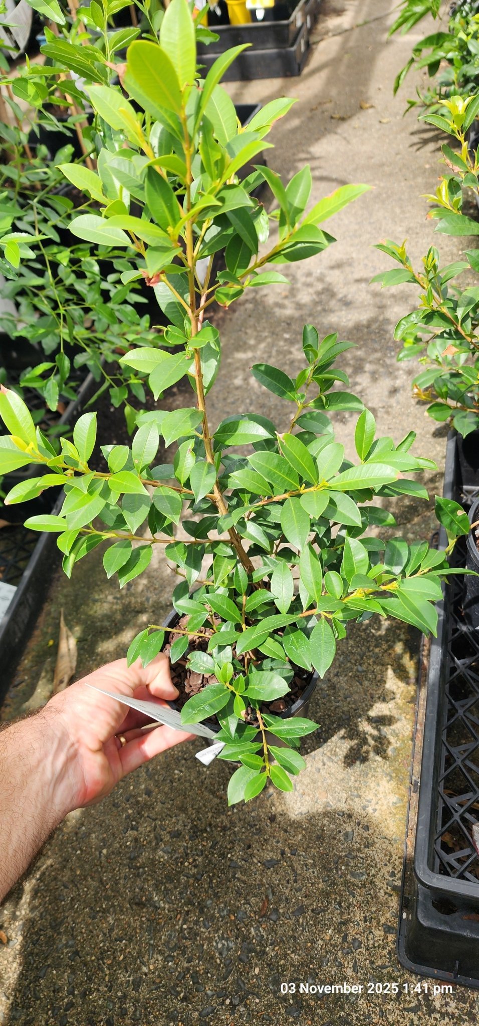 Lilly Pilly Select (Syzygium australe) - Ladybird Nursery