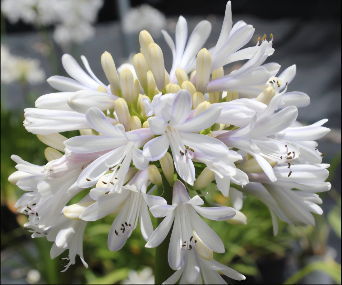 Agapanthus ‘Madison™’ - Ladybird Nursery