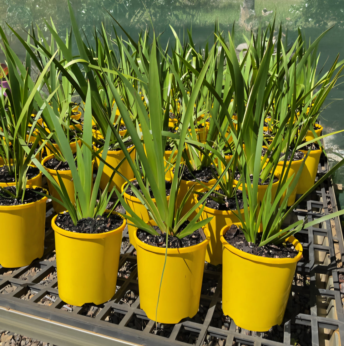 Kangaroo Paw 'Yellow Gem' (Anigozanthos) - Ladybird Nursery