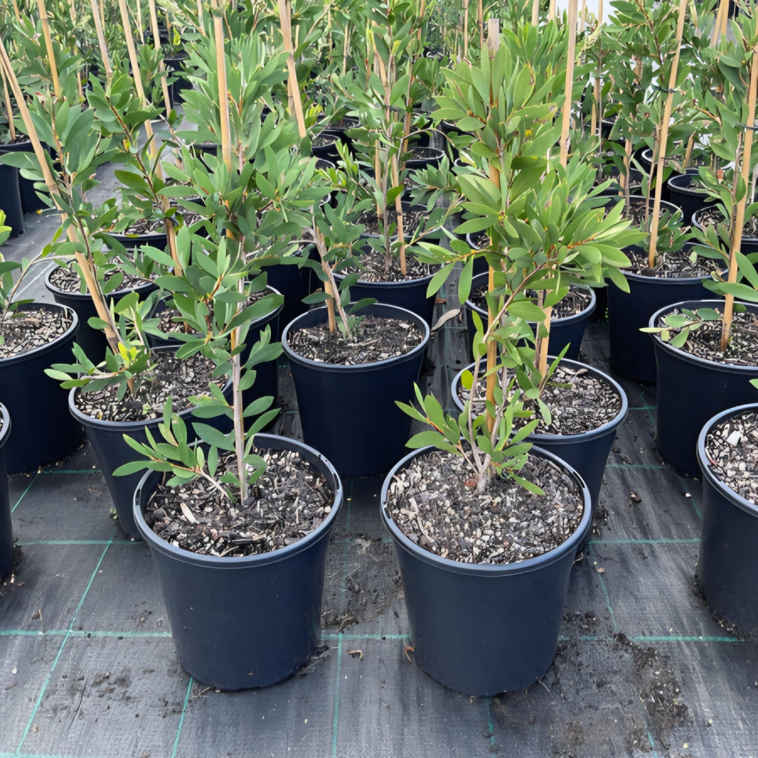 Bottlebrush ‘White Anzac’ (Callistemon citrinus) - Ladybird Nursery