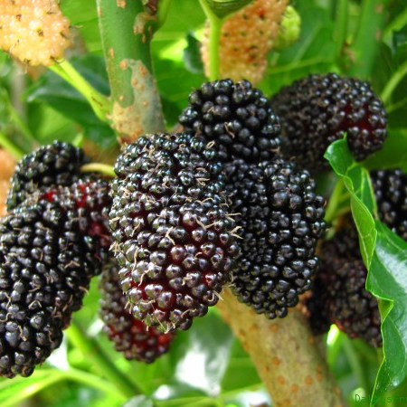 Dwarf Mulberry 'Black' 200mm Pot - Ladybird Nursery
