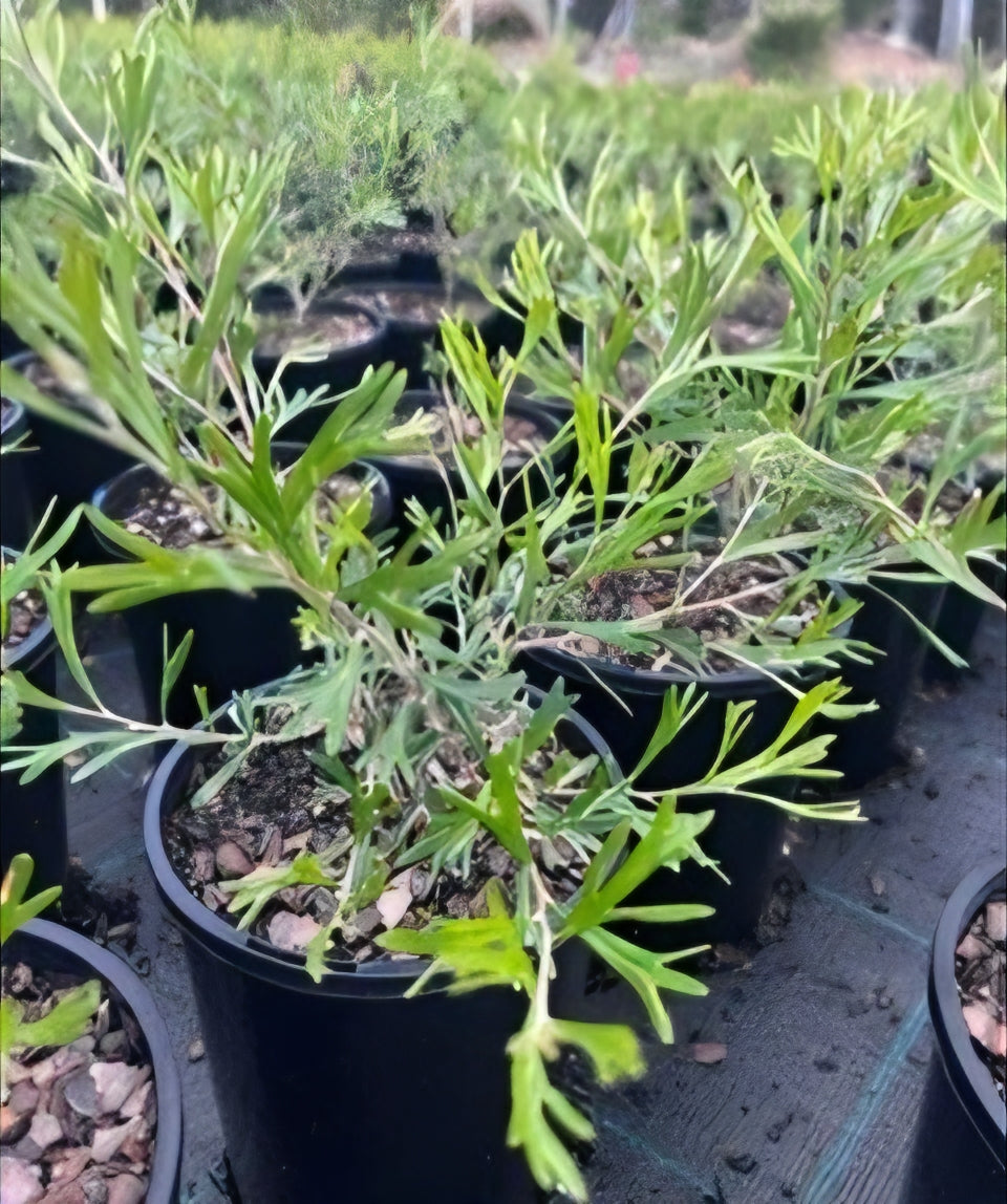 Dwarf Grevillea 'Red Sunset'