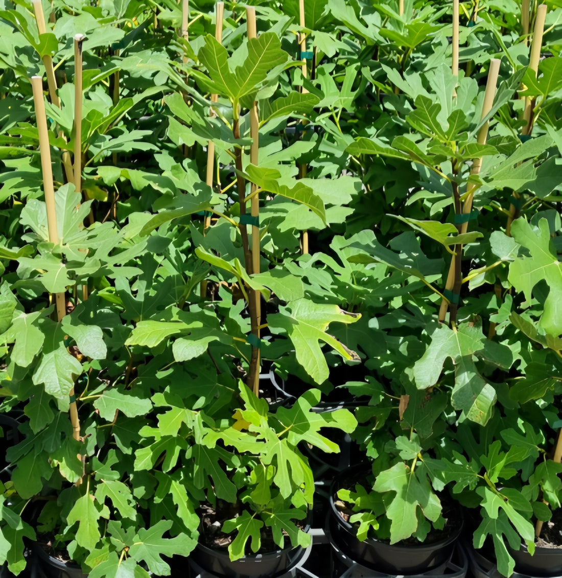 Black Genoa Fig - Medium - Ladybird Nursery