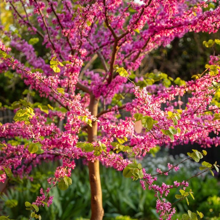 Eastern Redbud 'Forest Pansy' (Cercis canadensis) - Ladybird Nursery