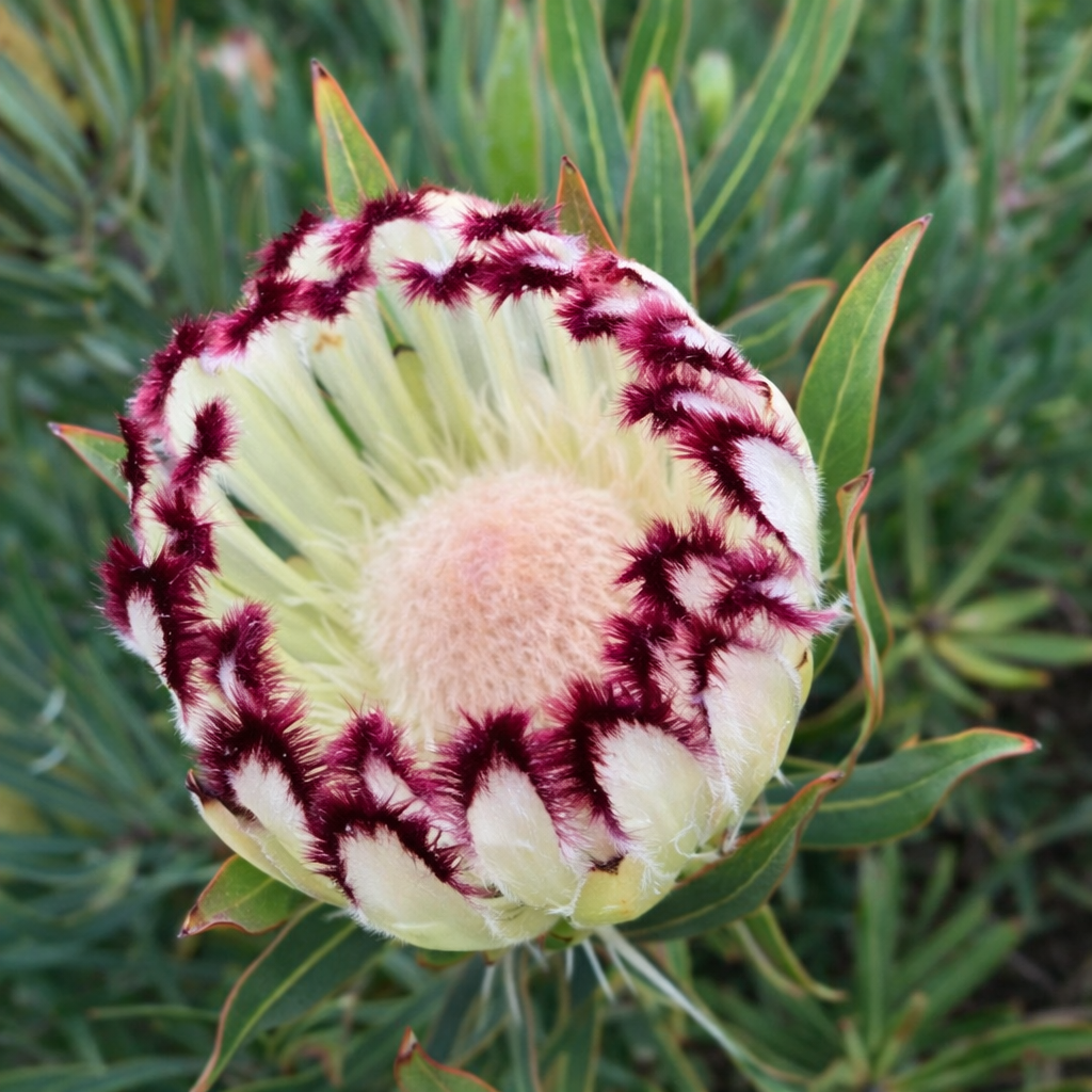 Protea Limelight (Protea)