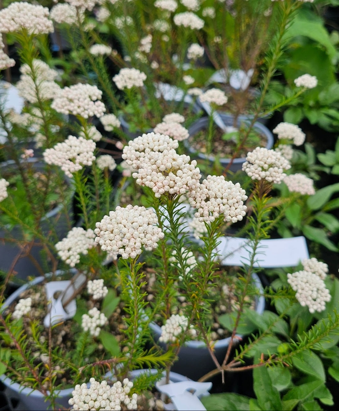Rice Flower White (Ozothamnus diosmifolius)