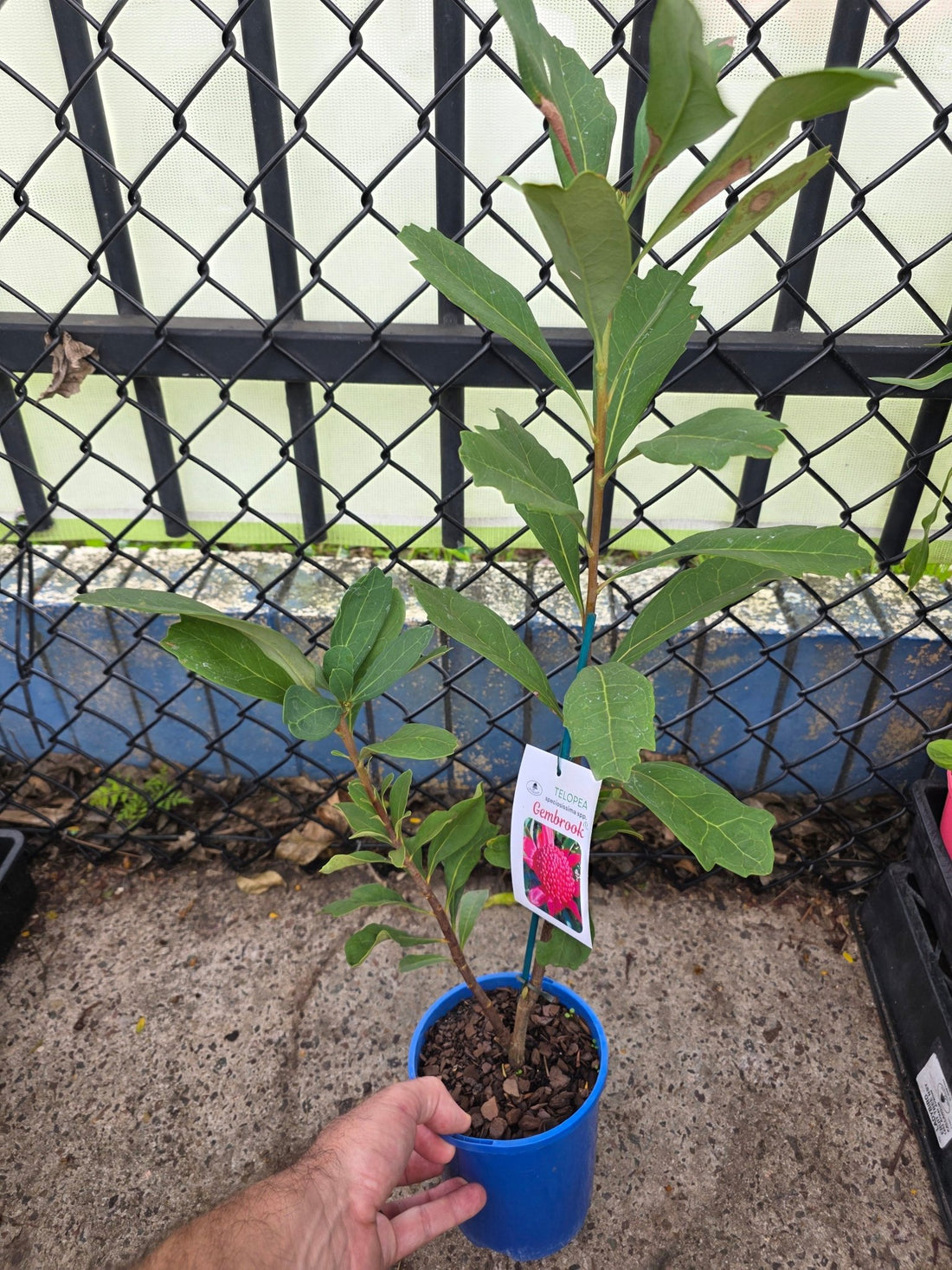 Waratah Gembrook (Telopea) - Ladybird Nursery