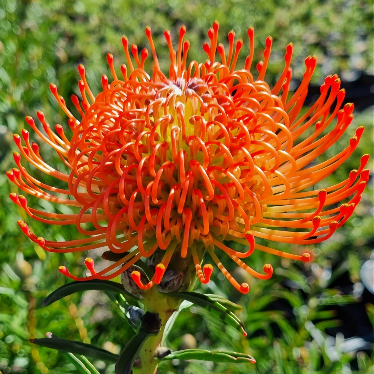 Leucospermum 'So Successful' - Large - Ladybird Nursery