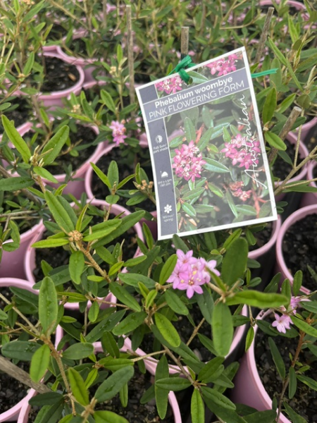 Phebalium 'Woombye Pink'